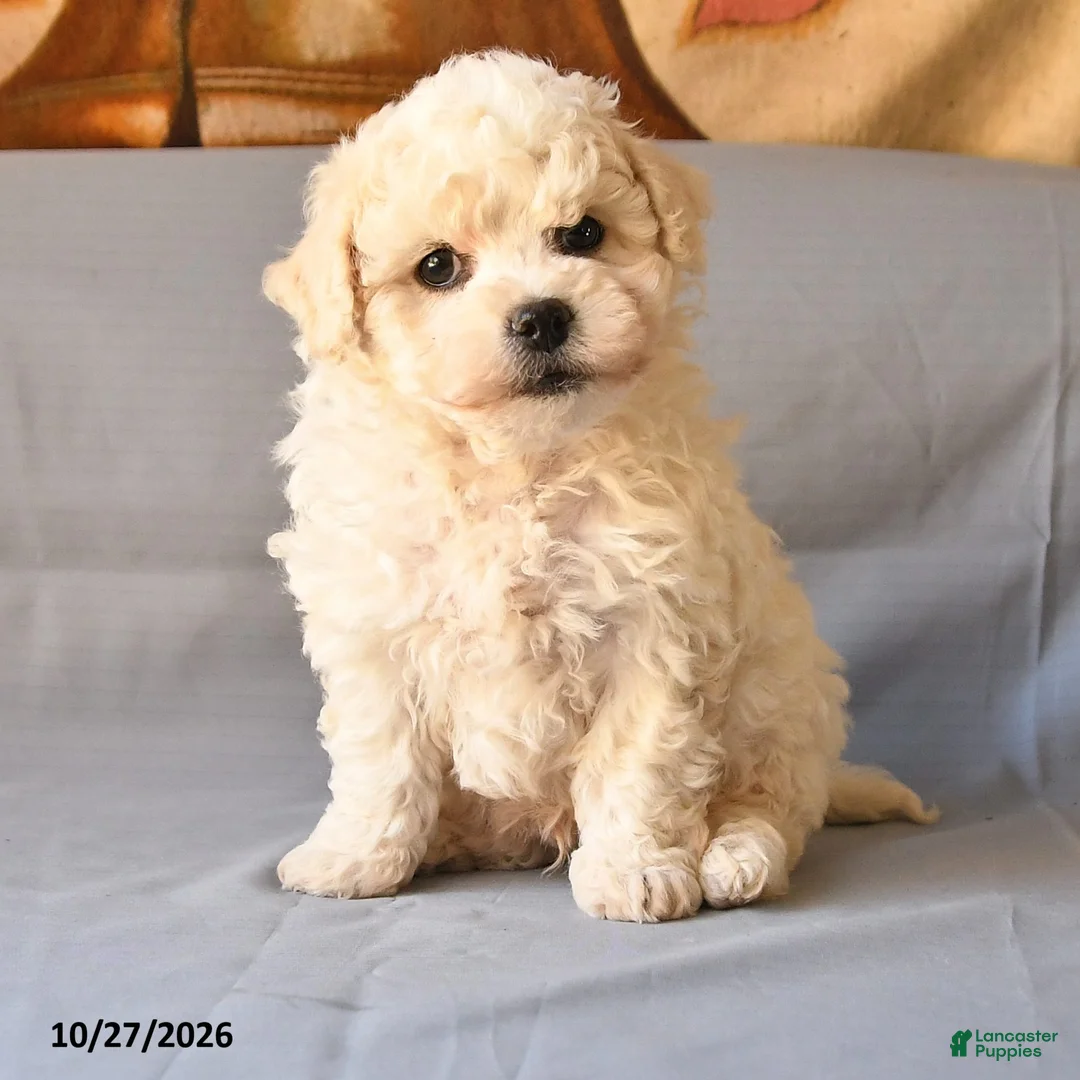 Bichon Frise dogs for sale: Rico  - Ad 2