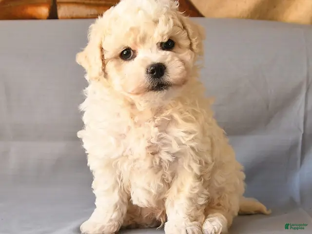 Bichon Frise dogs for sale: Rico - Ad 2