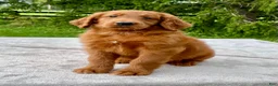 Goldendoodle dogs for sale: Fortune medium sized - Ad 2