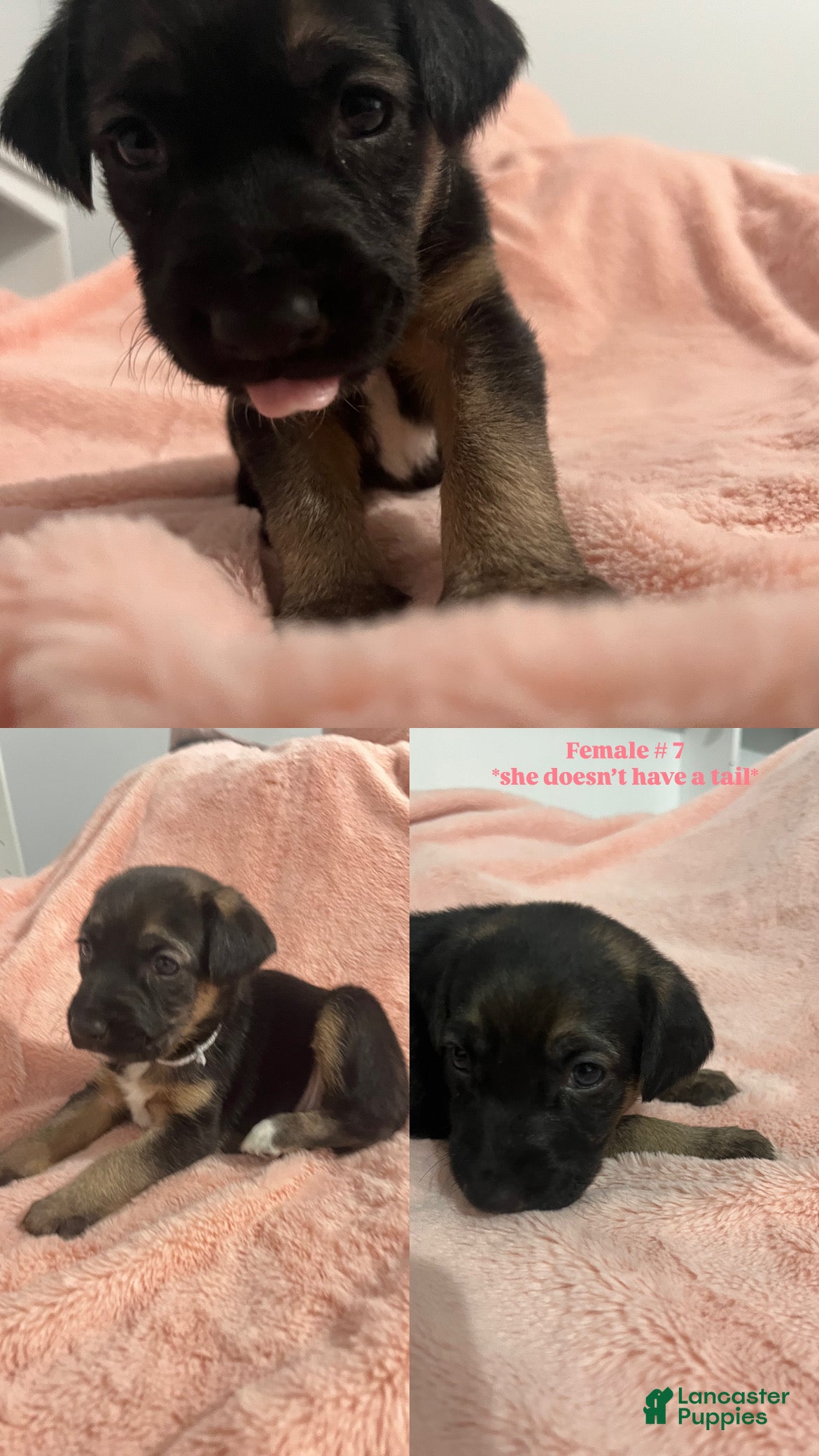 Mixed Breed dogs Mixed Breed Puppy 3 - Ad 42