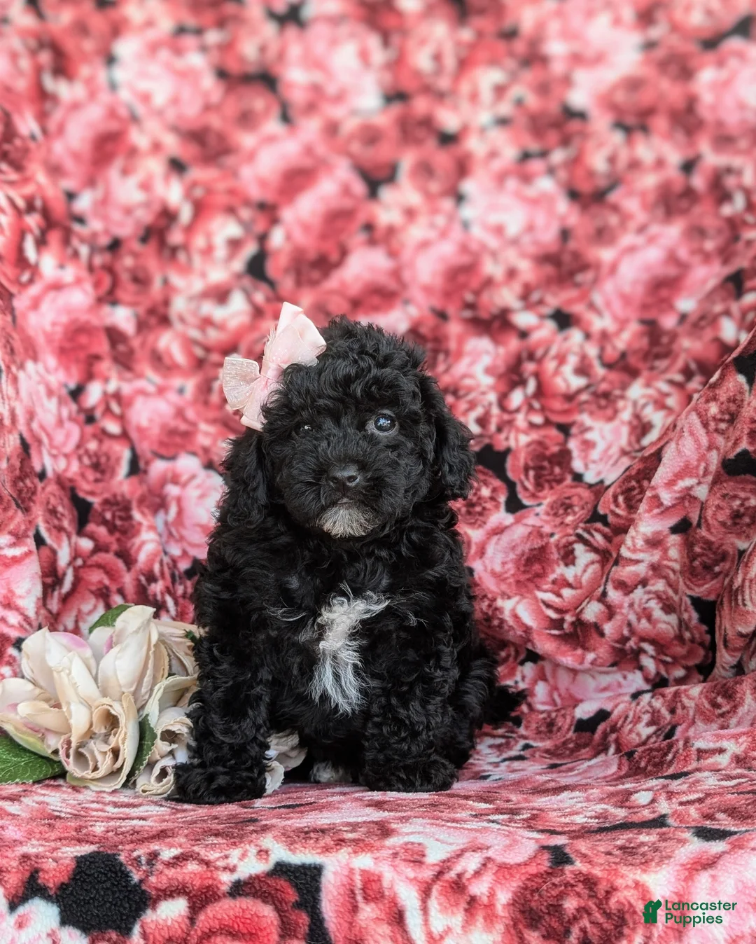Cavapoo dogs for sale: Amanda 7 lbs Full Grown - Ad 1