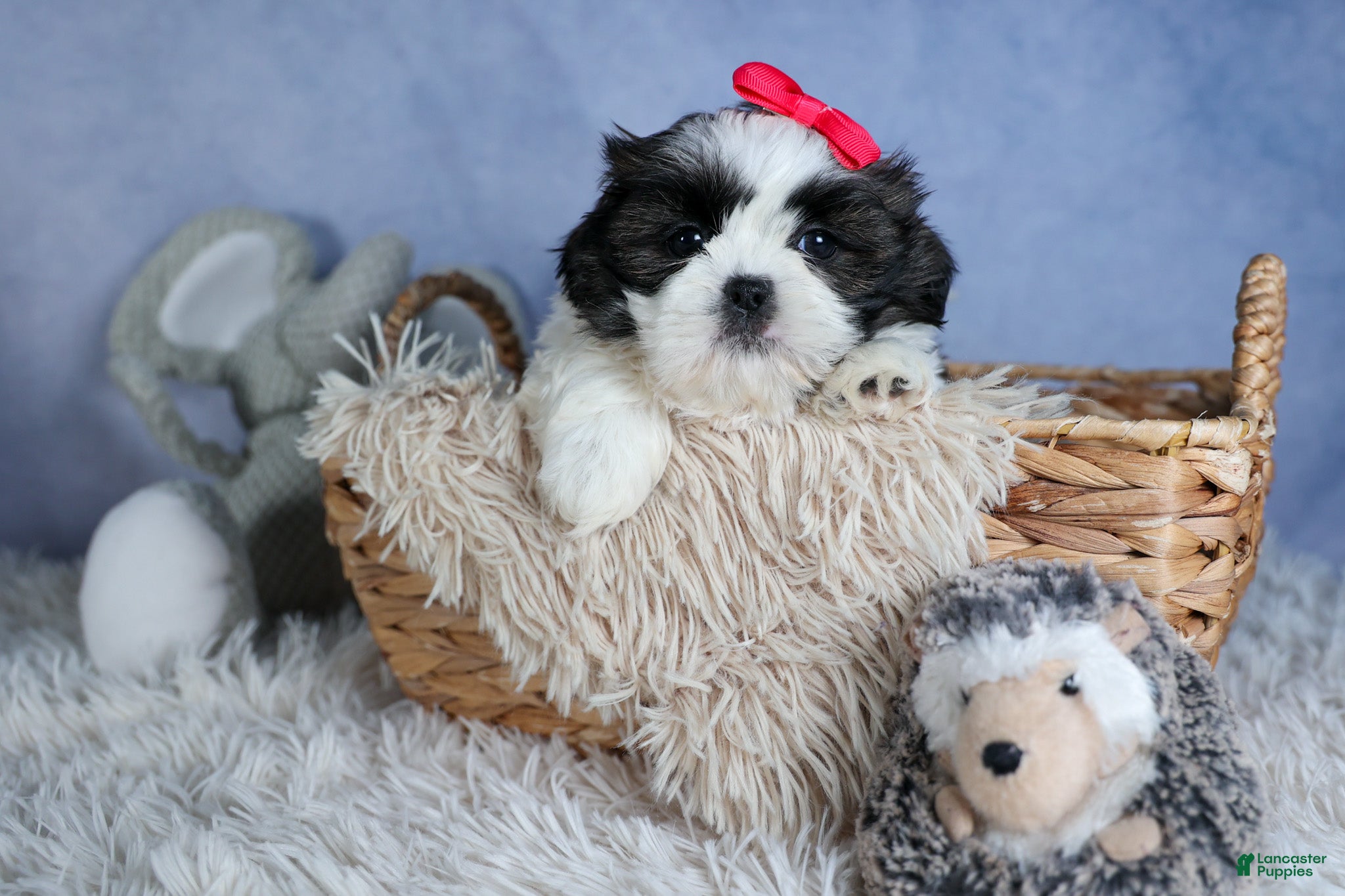Shih Tzu dogs HONEY - Ad 1