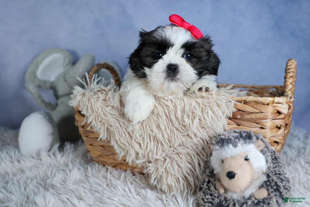Shih Tzu dogs for sale: HONEY - Ad 1