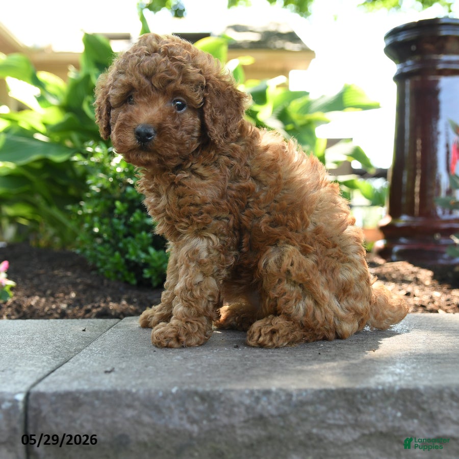 Toy Poodle dogs Sunny  - Ad 2