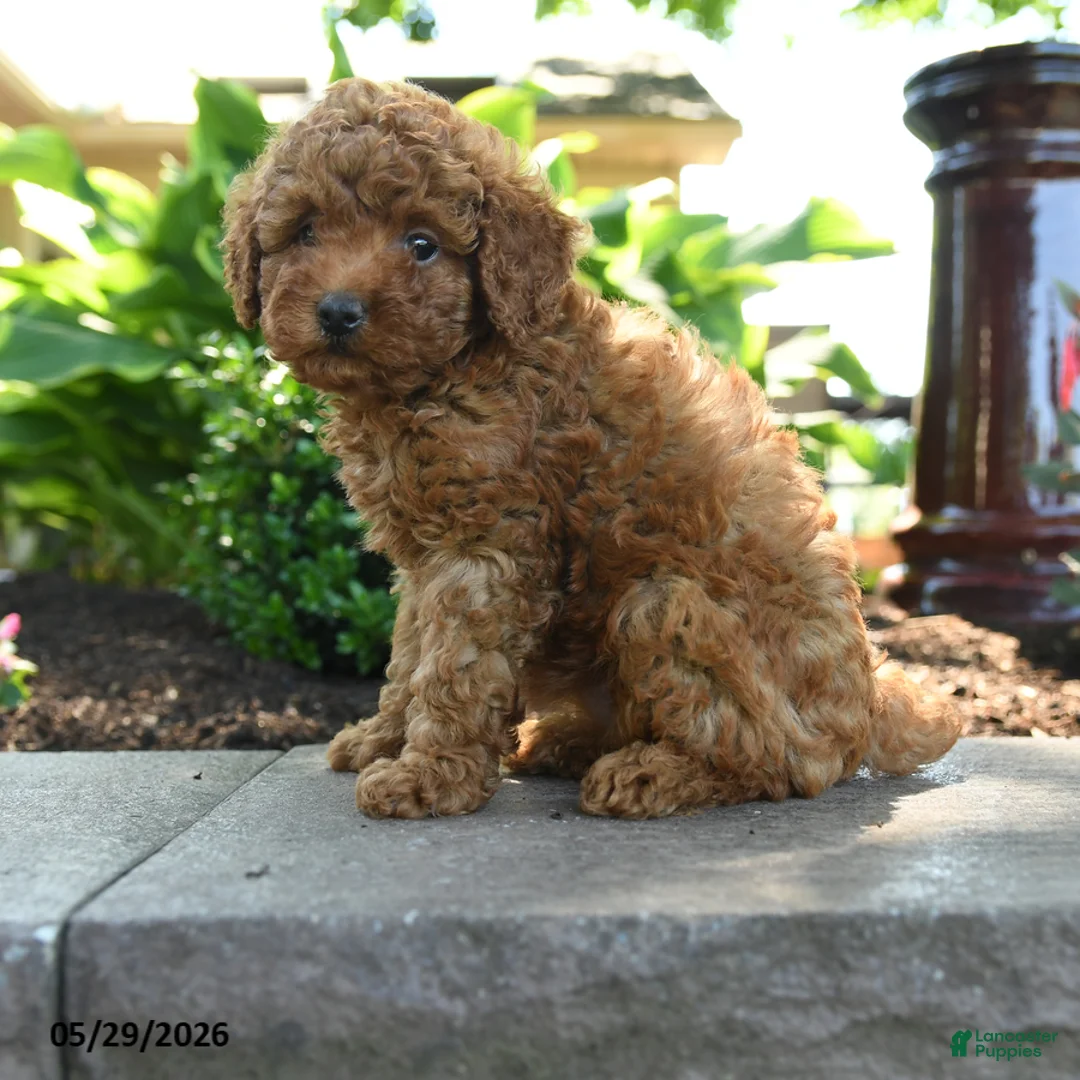 Toy Poodle dogs for sale: Sunny  - Ad 2
