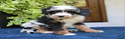 Bernedoodle dogs for sale: Emma  - Ad 1
