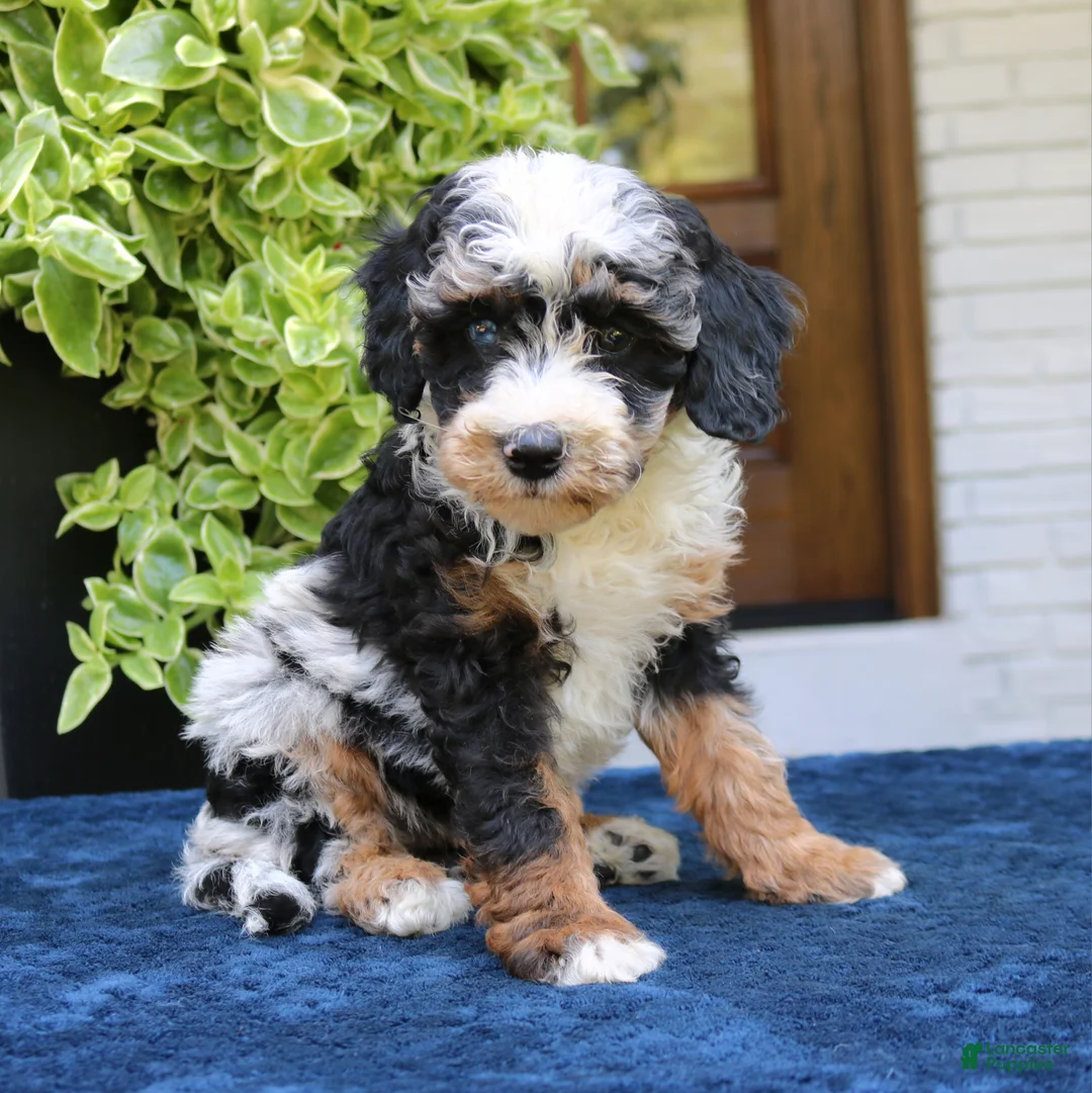 Bernedoodle dogs for sale: Emma  - Ad 1