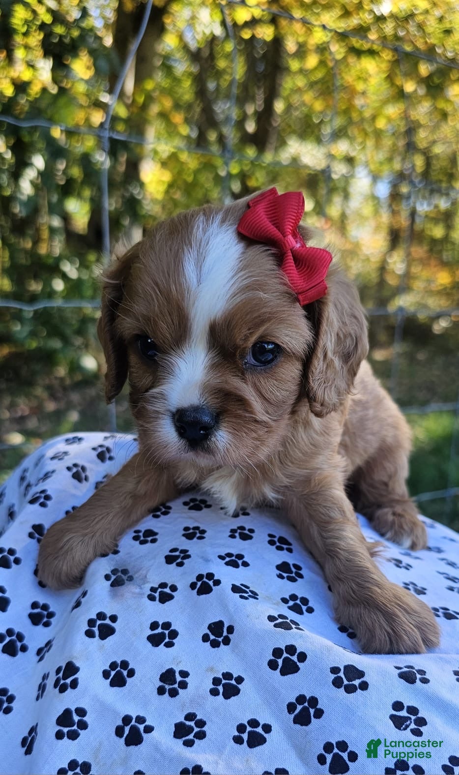 Cavalier King Charles Spaniel dogs for sale: ♥️SWEET HAZEL ♥️ - Ad 1