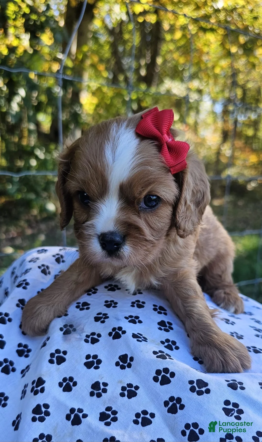 Cavalier King Charles Spaniel dogs for sale: ♥️SWEET HAZEL ♥️ - Ad 1