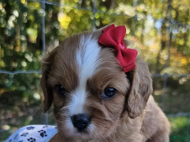 Cavalier King Charles Spaniel dogs for sale: ♥️SWEET HAZEL ♥️ - Ad 1