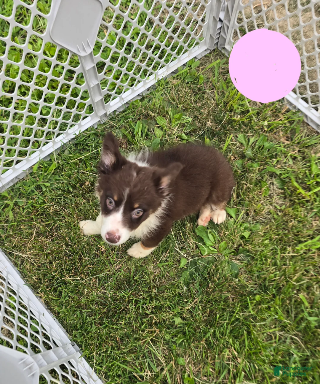 Australian Shepherd dogs for sale: Australian Shepherd Puppy PINK - Ad 1