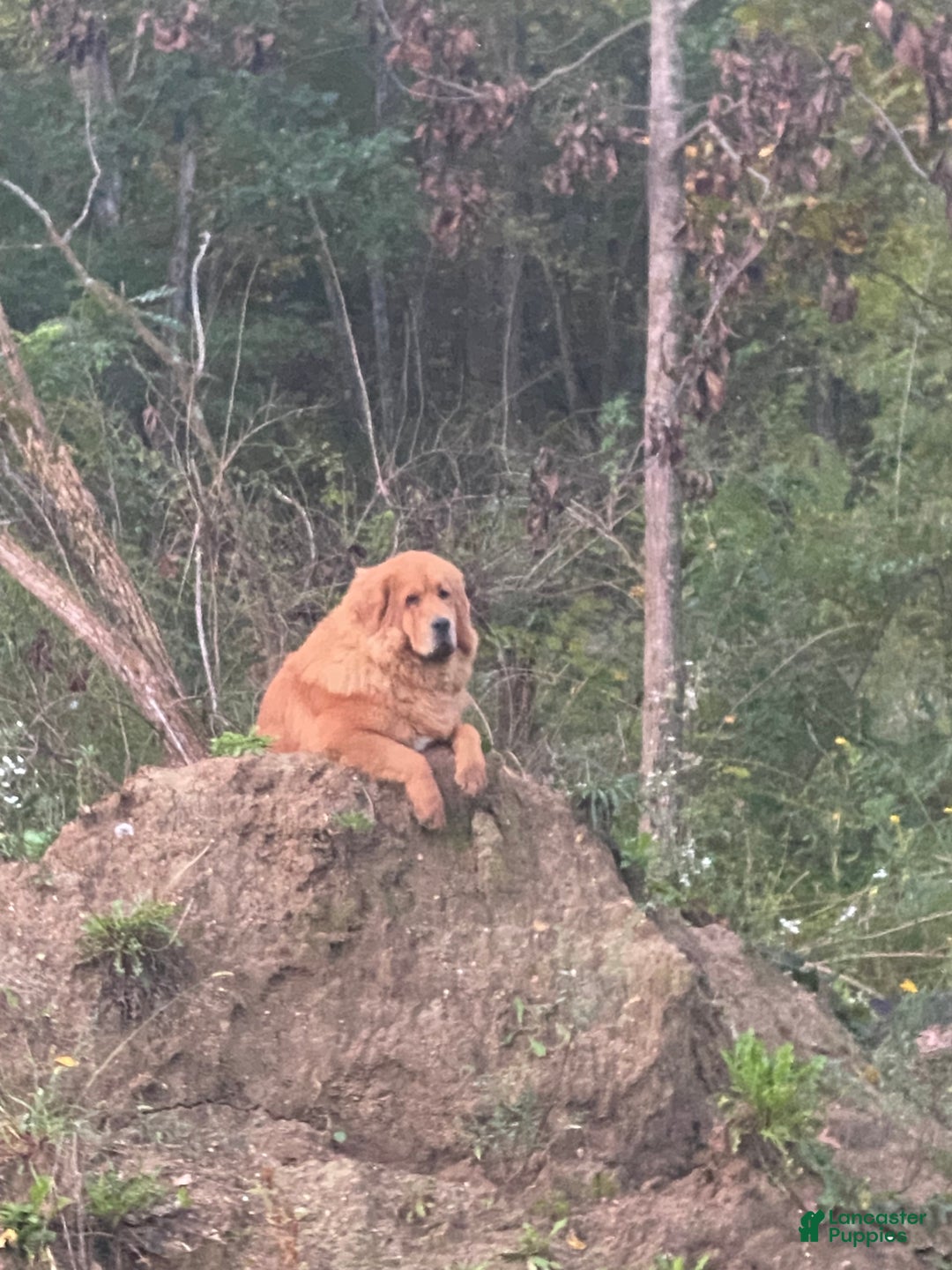 Mixed Breed dogs for sale: Tibetan Mastiff/Bernese Mountain Dog Male 2 - Ad 26