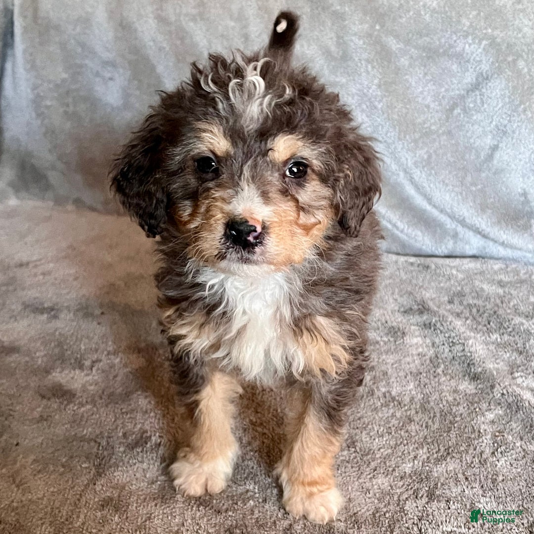 Bernedoodle dogs for sale: Jetta - Ad 1