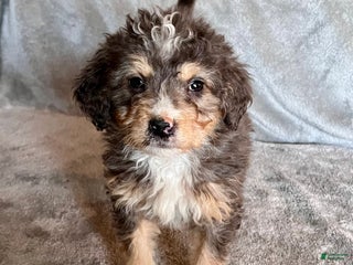 Bernedoodle dogs Jetta - Ad 38