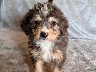 Bernedoodle dogs Jetta - Ad 16