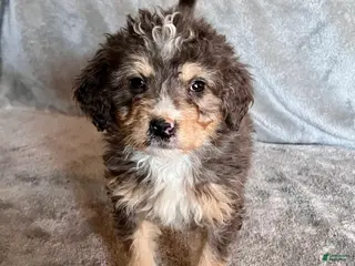 Bernedoodle dogs Jetta - Ad 4