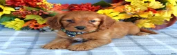 Cavapoo dogs for sale: Hank - Ad 4