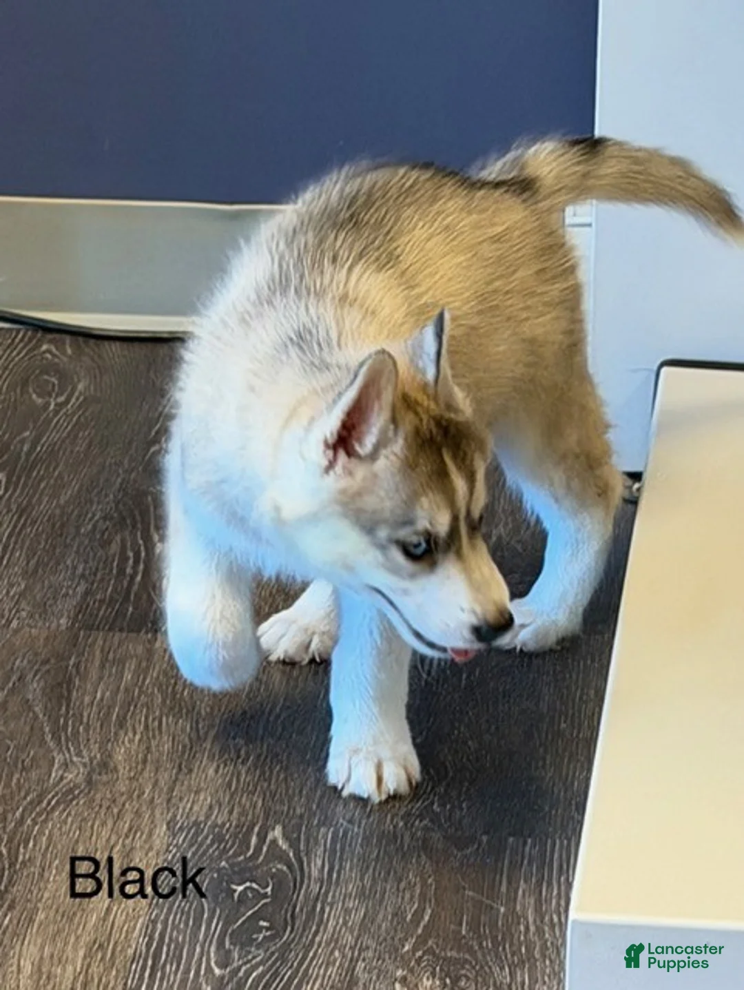 Siberian Husky dogs for sale: Midnight - Ad 2