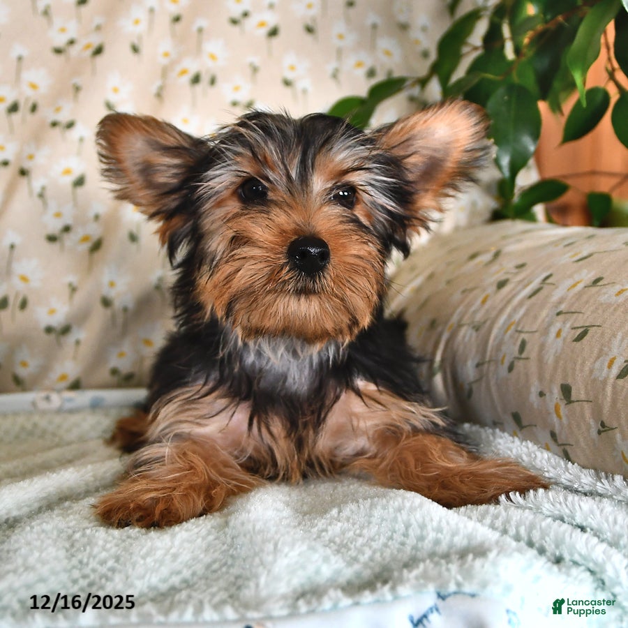 Yorkshire Terrier dogs Peter - Ad 35