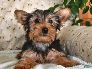 Yorkshire Terrier dogs Peter - Ad 35
