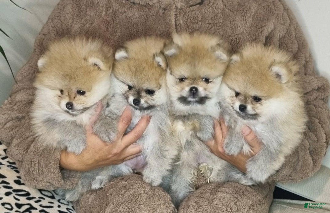 Pomeranian dogs for sale: Sofia - Ad 9