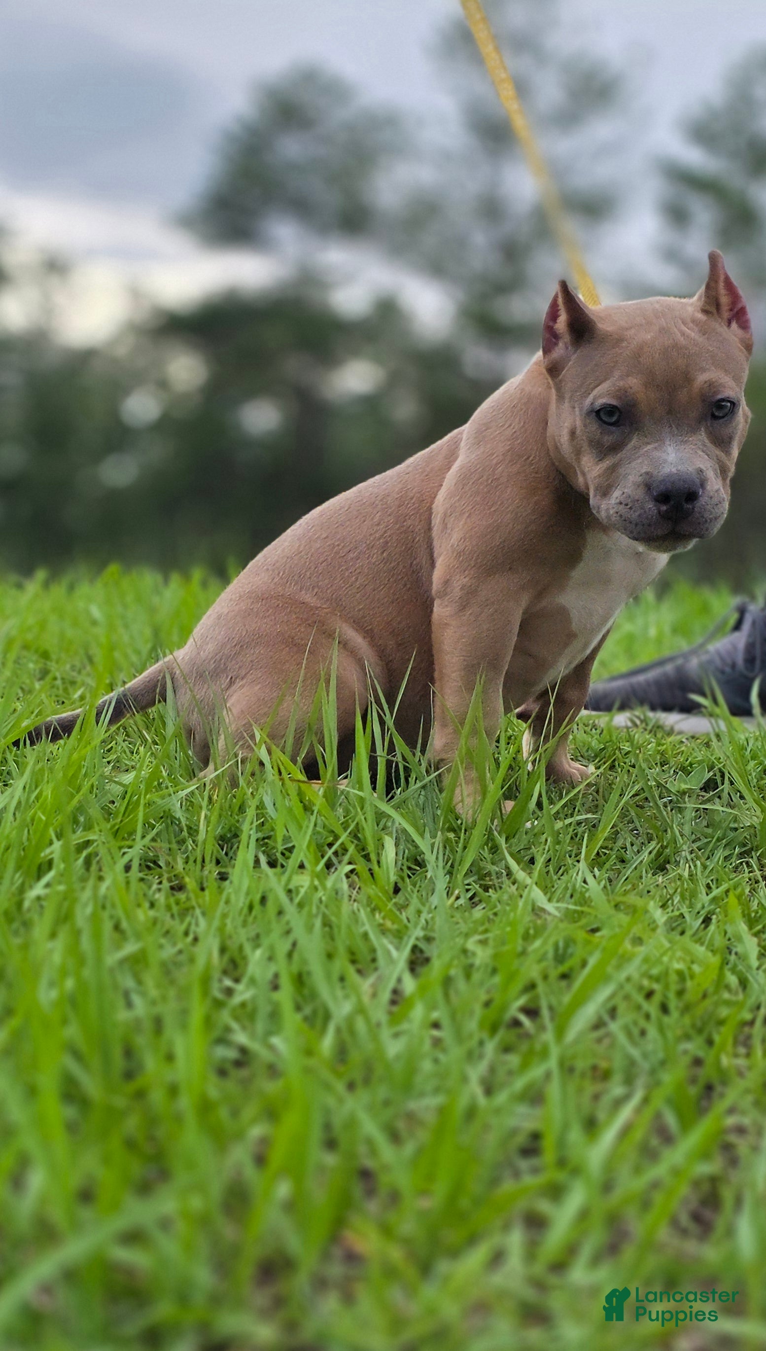 American Bully dogs American Bully Puppy 4 - Ad 29