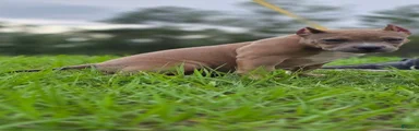 American Bully Puppy 4