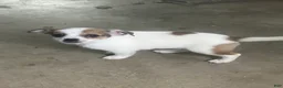 Chihuahua dogs for sale: Jolene - Ad 4