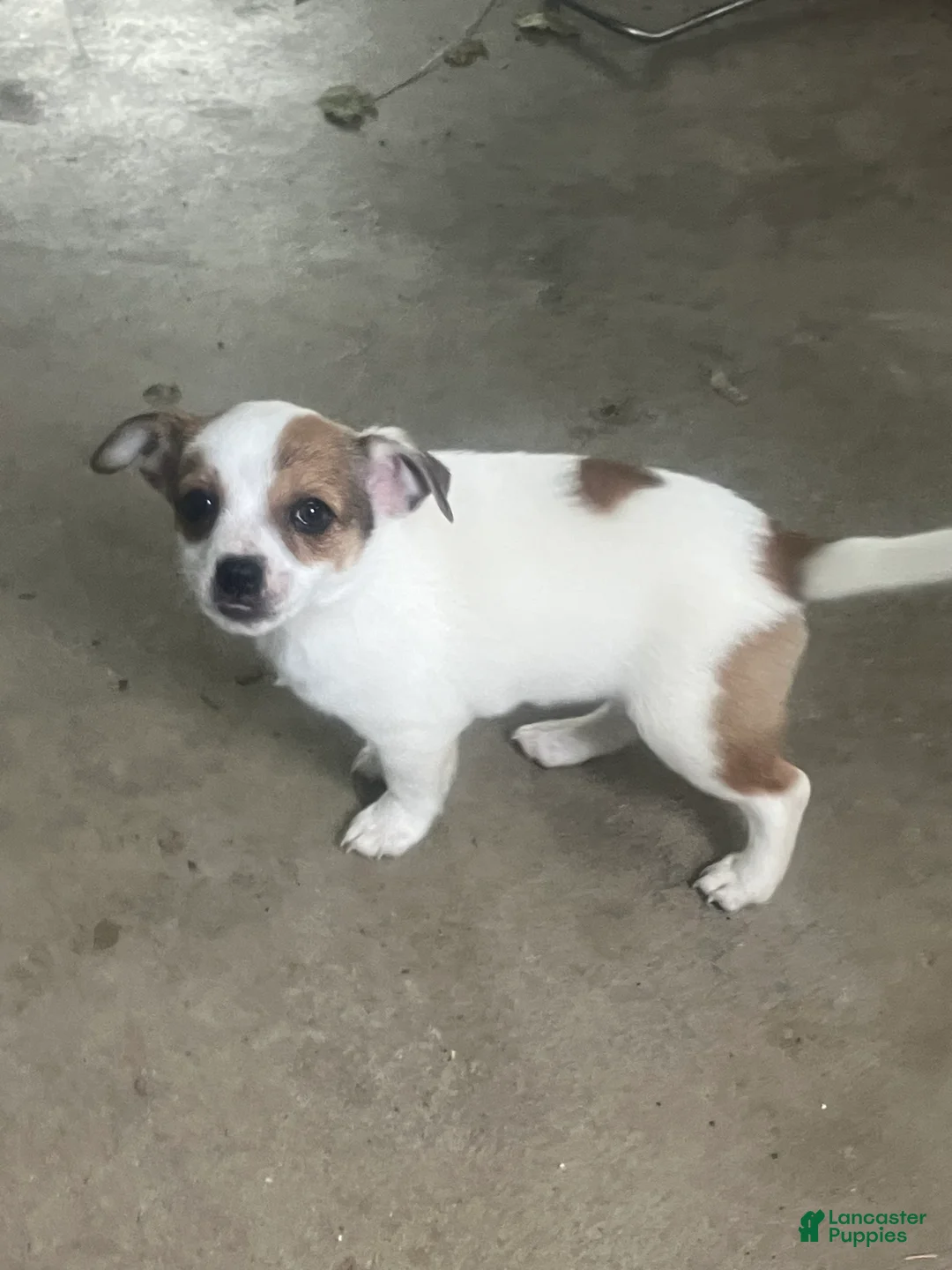 Chihuahua dogs for sale: Jolene - Ad 4