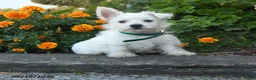West Highland Terrier dogs for sale: Daphne - Ad 1