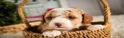 Miniature Poodle dogs for sale: Eden - Ad 3