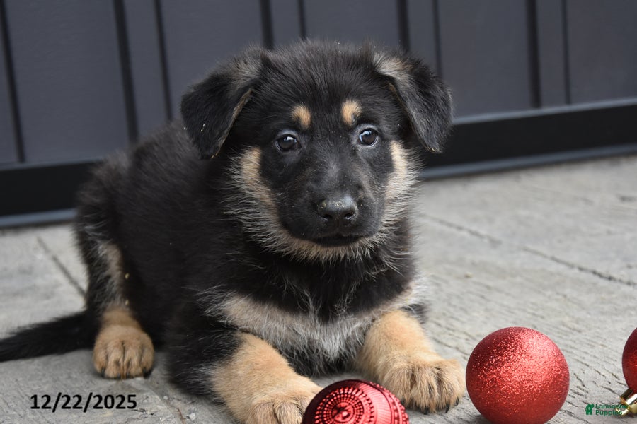 German Shepherd dogs Lolly - Ad 13