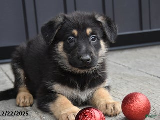 German Shepherd dogs Lolly - Ad 16