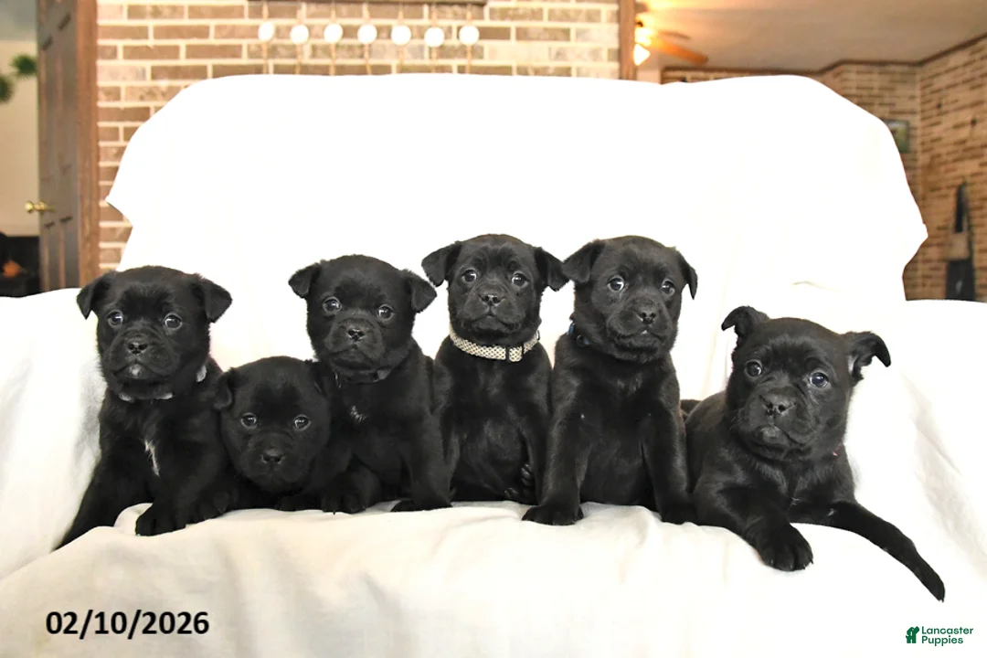 Mixed Breed dogs for sale: Midnight  - Ad 3