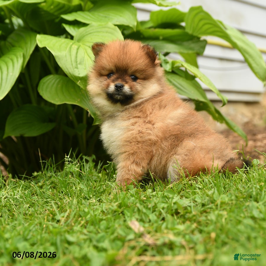Pomeranian dogs Harley - Ad 1