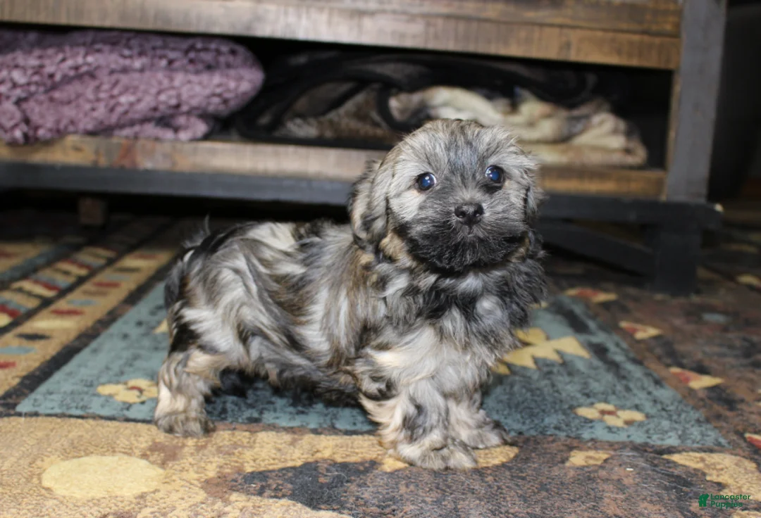 Havanese dogs for sale: Milo - Ad 4
