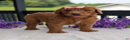 Goldendoodle dogs for sale: Miss Emmie - Ad 5