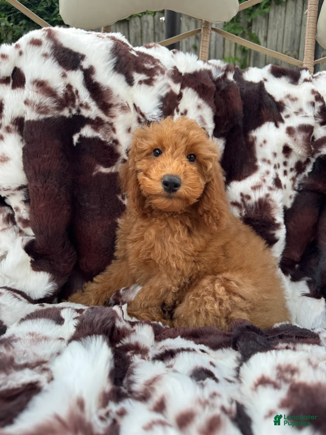 Mini Goldendoodle dogs for sale: Becca - Ad 2
