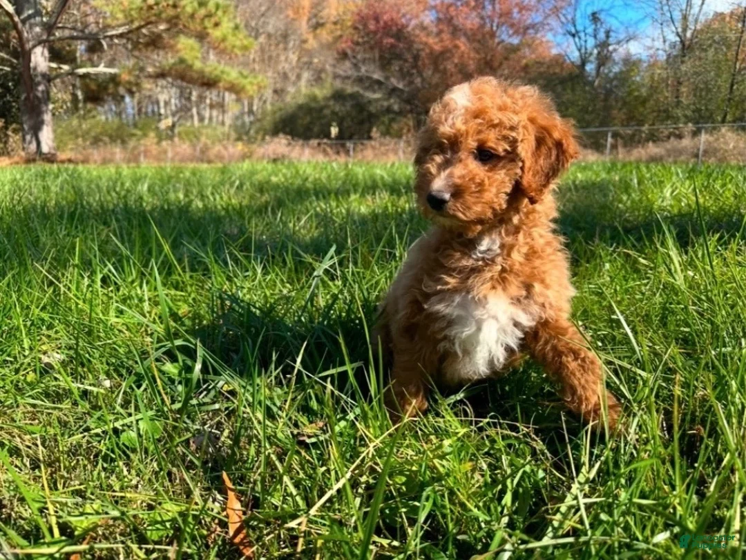 Toy Poodle dogs for sale: Toy Poodle 1 - Ad 2