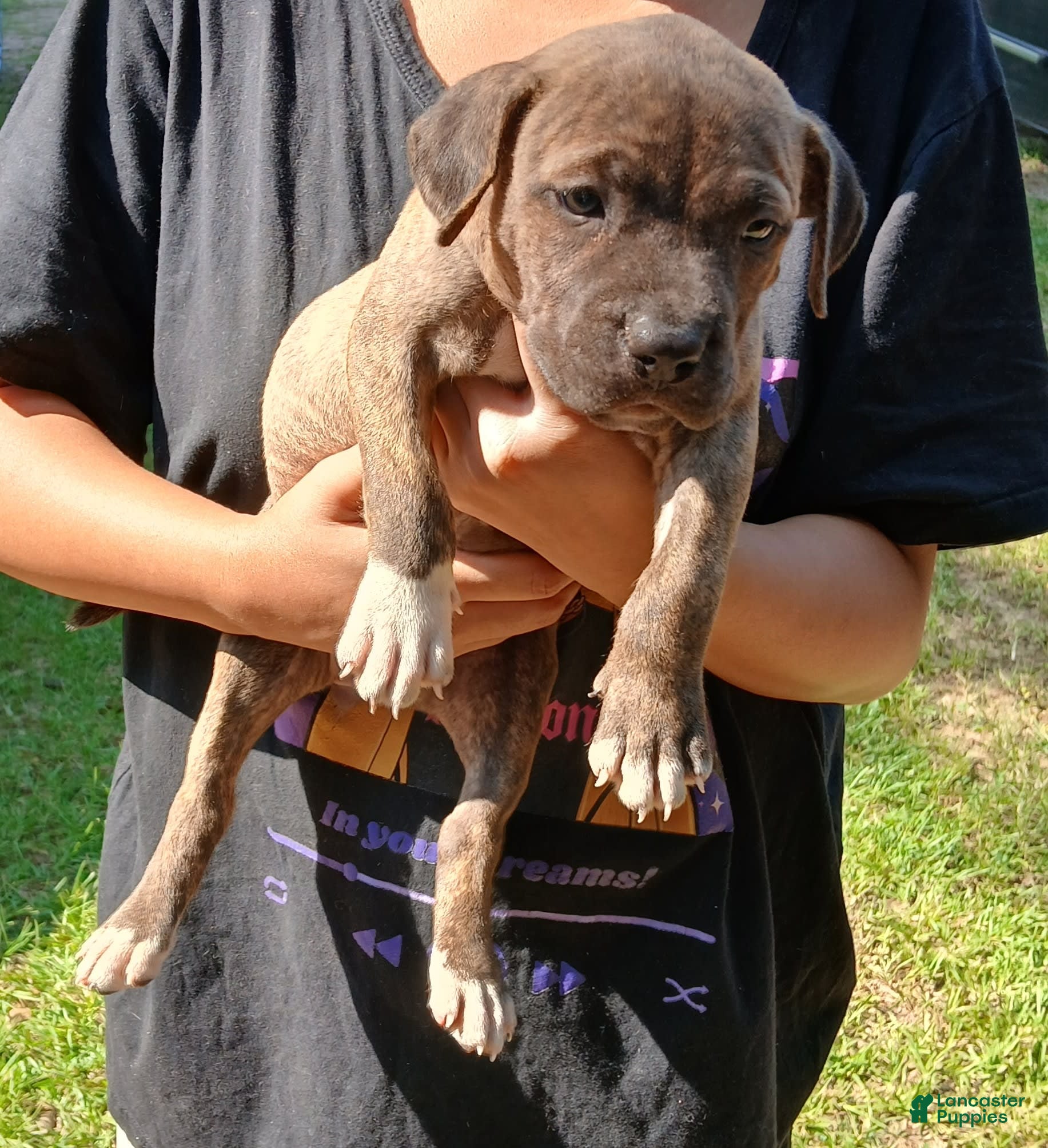 Pitbull Mix Puppies Leopard Dog Puppies For Sale Catahoula Mix Catahoula  Leopard Dog Adoption Animal Shelter