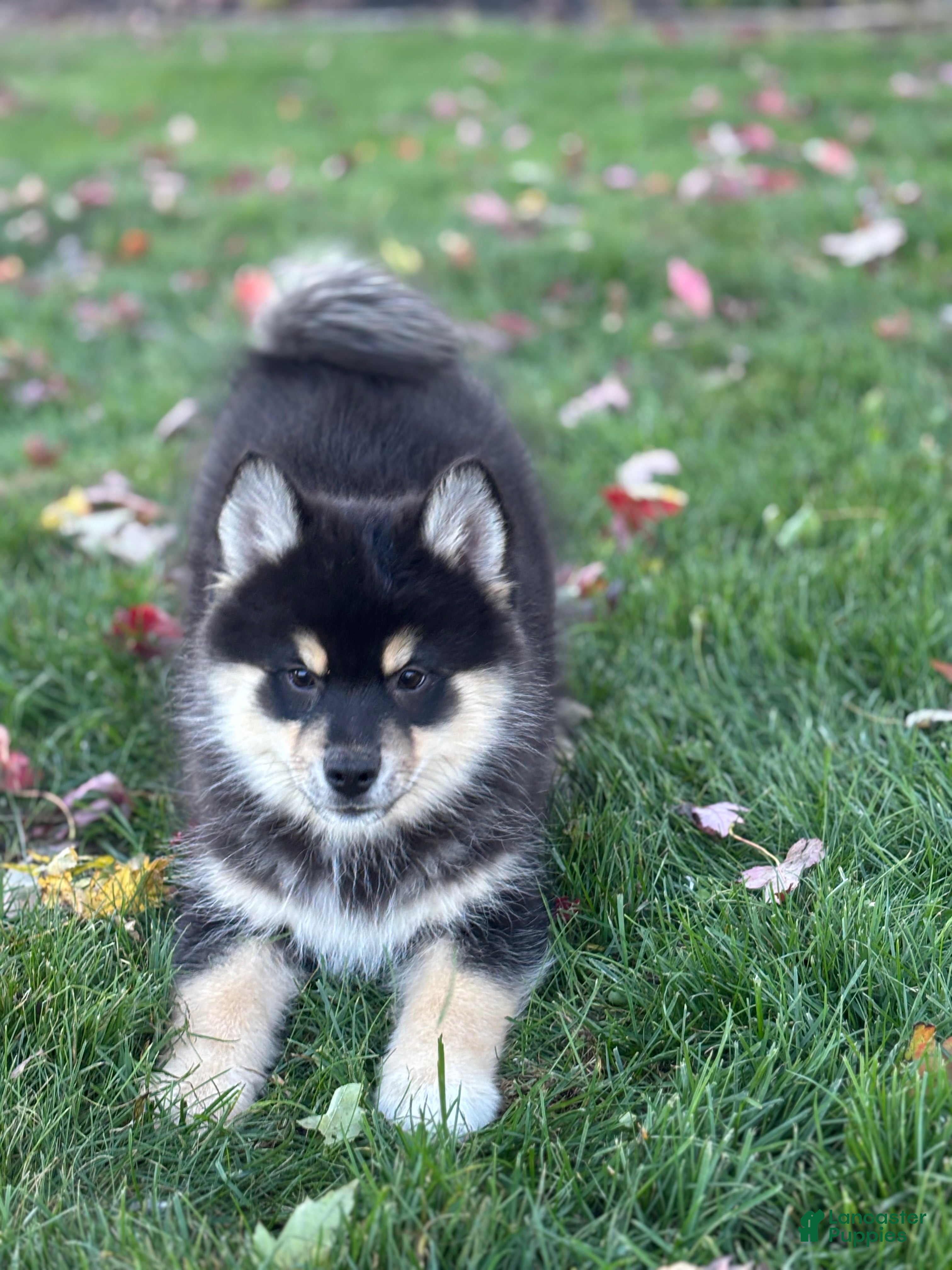 Pomsky dogs for sale: Samuel - Ad 1