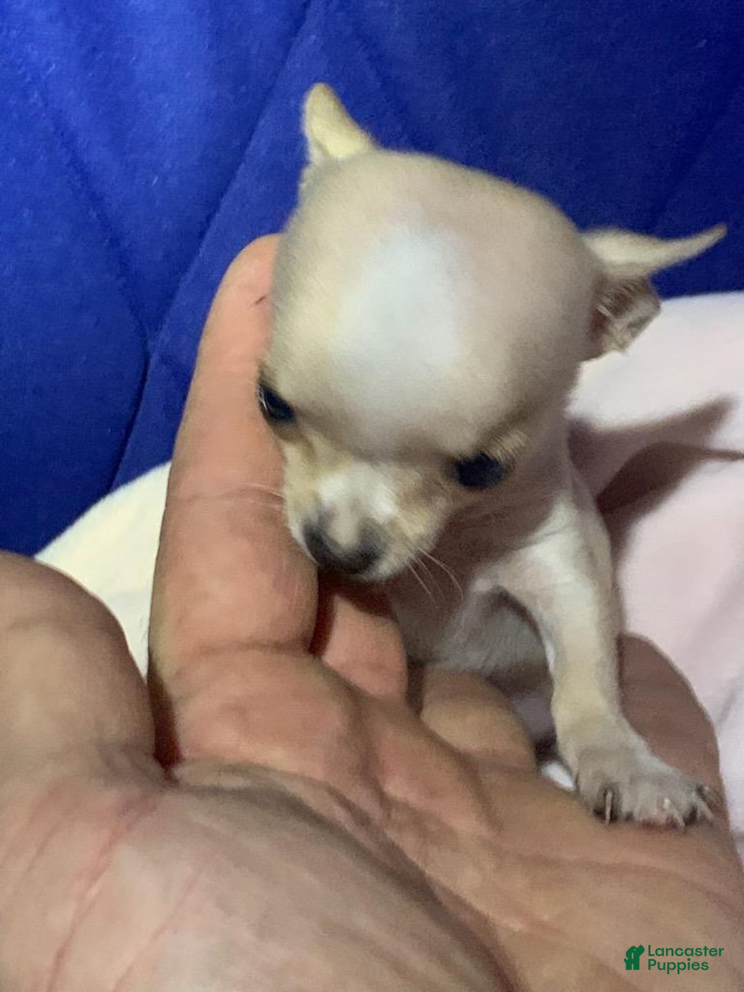 Chihuahua dogs for sale: Chihuahua Puppy 1 - Ad 3