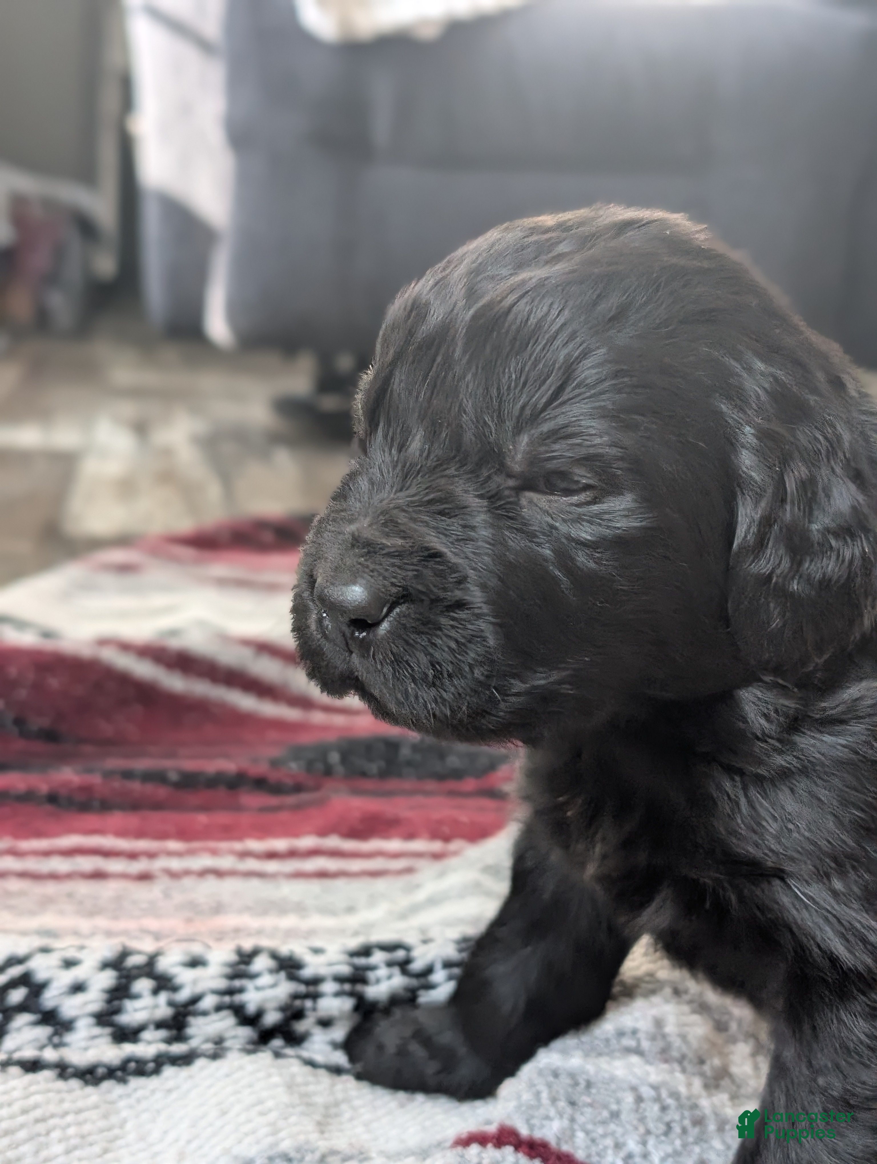 Newfoundland dogs Hero - Ad 34