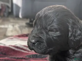 Newfoundland dogs Hero - Ad 34