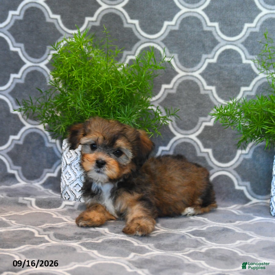 Shorkie dogs Owen - Ad 2
