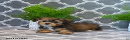 Shorkie dogs for sale: Owen - Ad 2