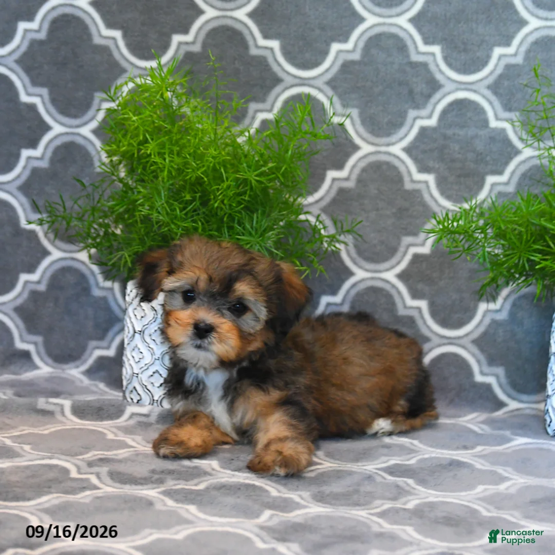 Shorkie dogs for sale: Owen - Ad 2