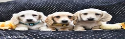 Miniature Dachshund dogs for sale: Coffee  - Ad 3