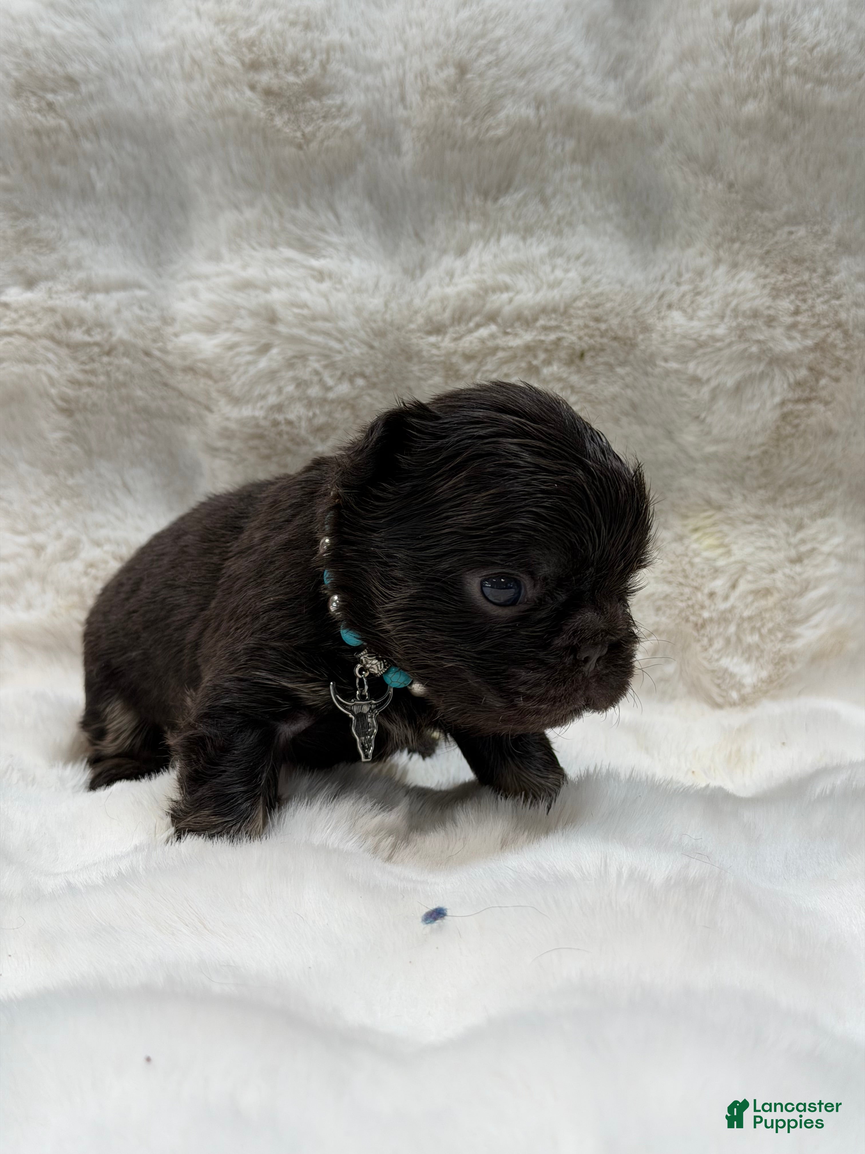 French Bulldog dogs French Bulldog 4 - Ad 15