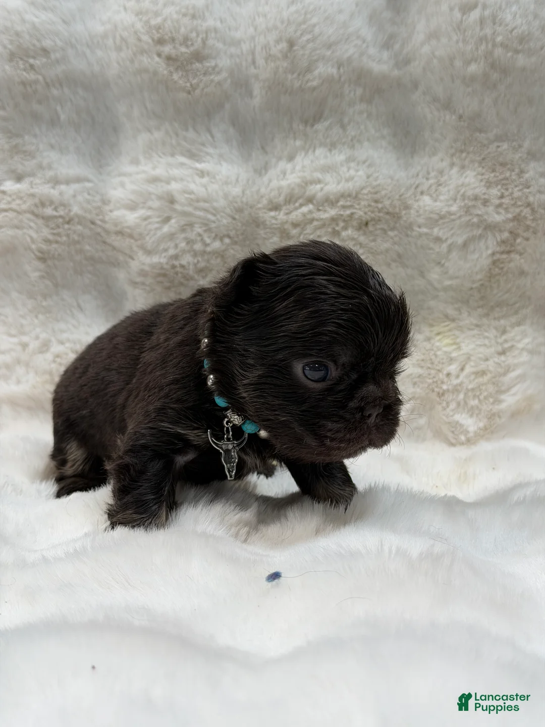 French Bulldog dogs for sale: French Bulldog 4 - Ad 1